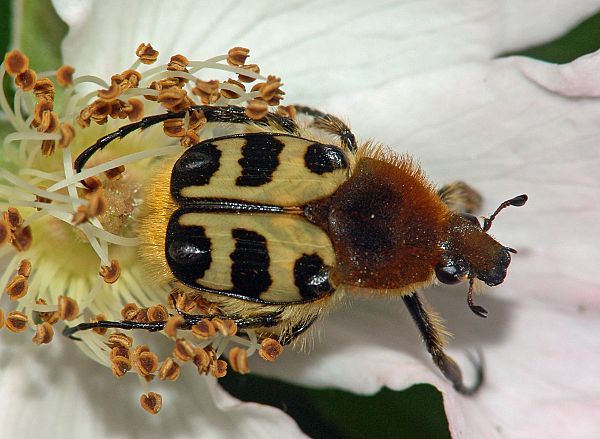 Trichius zonatus