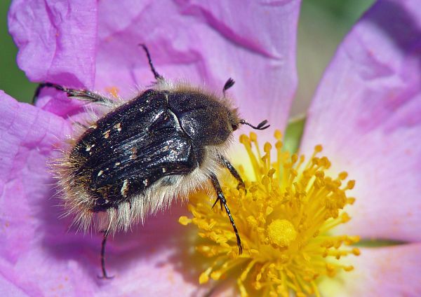 Tropinota hirta