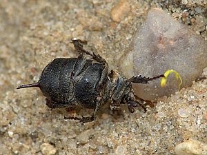 Valgus hemipterus