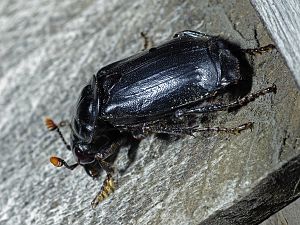 Nicrophorus humator