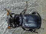 Nicrophorus humator