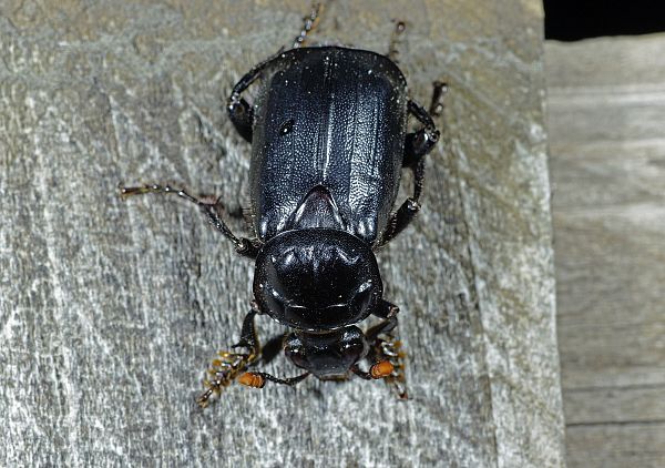 Nicrophorus humator