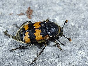 Nicrophorus vespillo