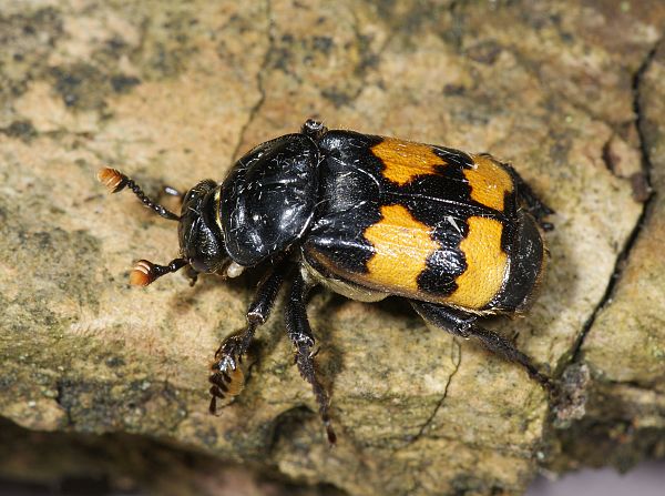 Nicrophorus vespillo