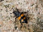 Nicrophorus vespilloides