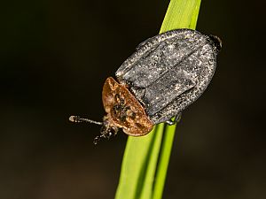 Oiceoptoma thoracica