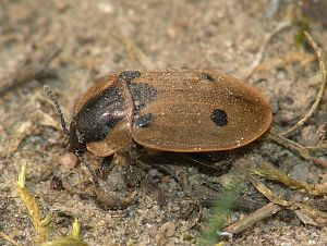 Xylodrepa quadripunctata