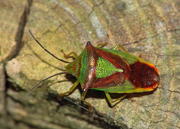 Acanthosoma haemorrhoidale