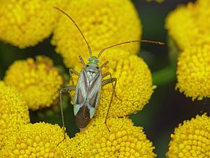 Adelphocoris lineolatus