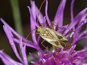 Adelphocoris lineolatus