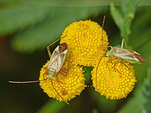 Adelphocoris lineolatus