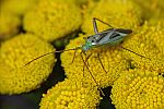 Adelphocoris lineolatus