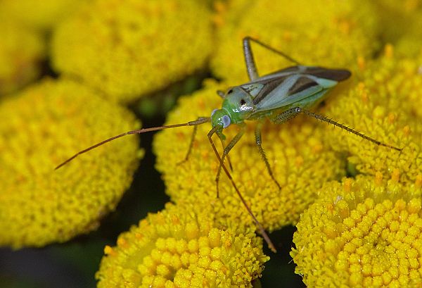 Adelphocoris lineolatus