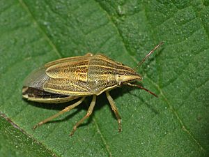 Aelia acuminata