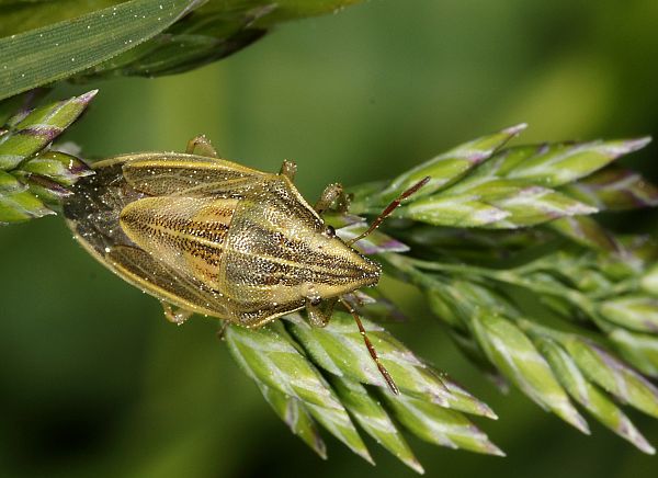 Aelia acuminata