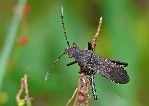 Alydus calcaratus