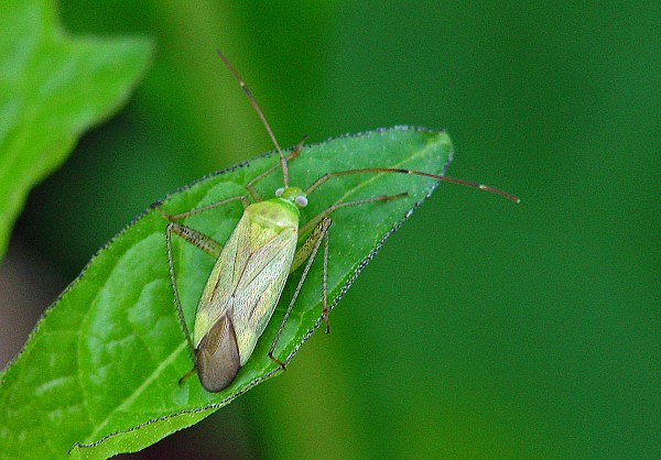 Amblytylus nasutus