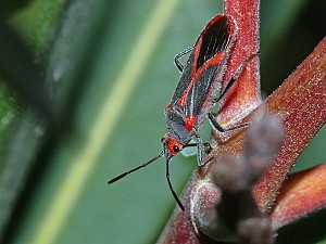 Caenocoris nerii