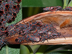 Caenocoris nerii