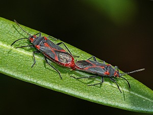 Caenocoris nerii