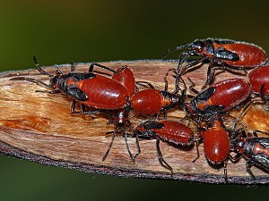 Caenocoris nerii