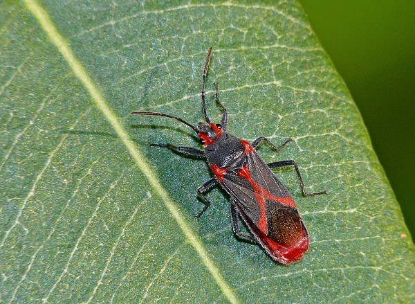 Caenocoris nerii