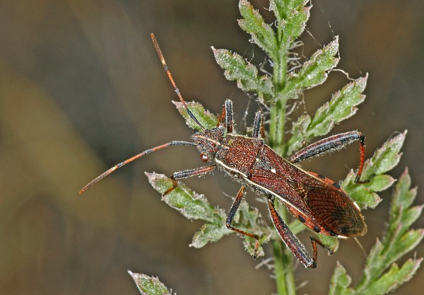 Camptopus lateralis