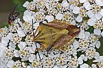 Carpocoris fuscispinus