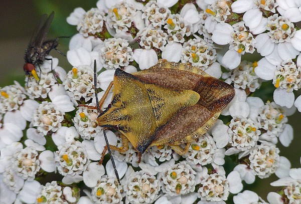 Carpocoris fuscispinus