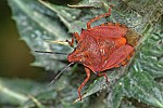 Carpocoris mediterraneus