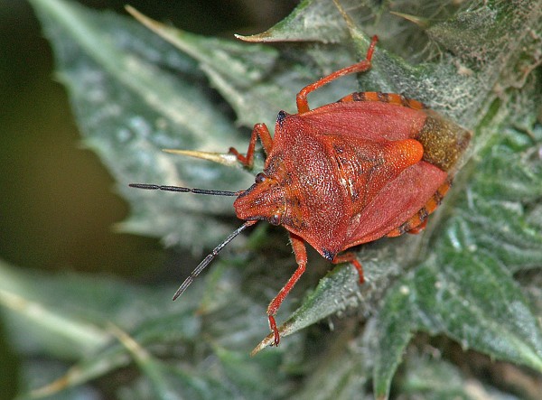 Carpocoris mediterraneus