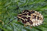 Carpocoris purpureipennis