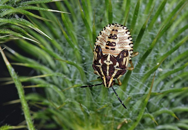 Carpocoris purpureipennis