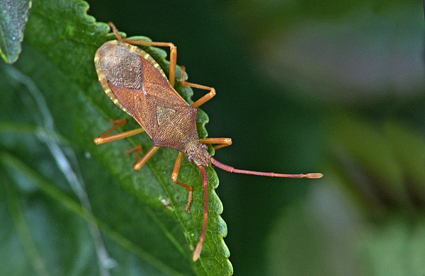 Ceraleptus lividus