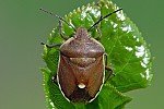 Chlorochroa pinicola