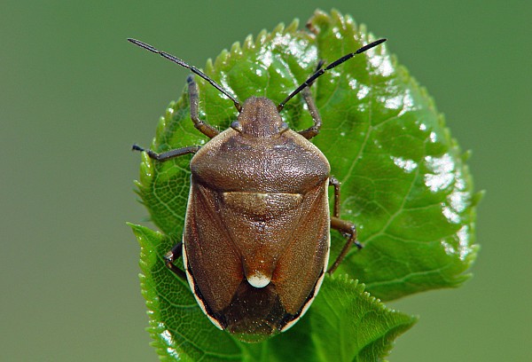 Chlorochroa pinicola