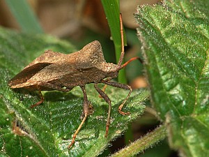 Coreus marginatus