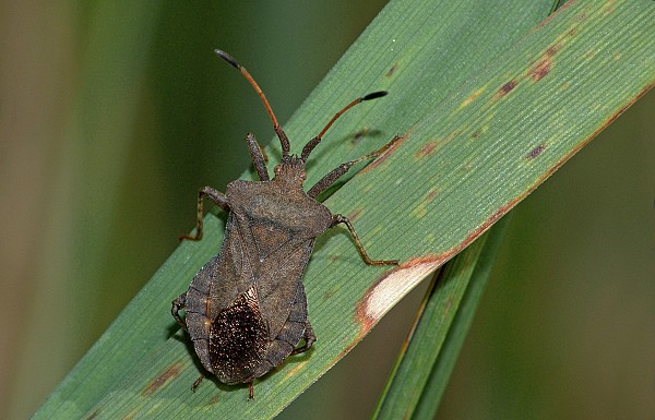 Coreus marginatus