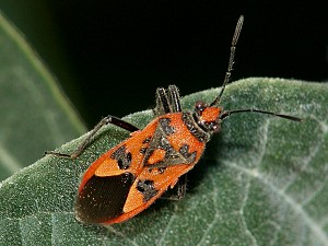 Corizus hyoscyami