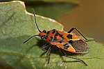 Corizus hyoscyami