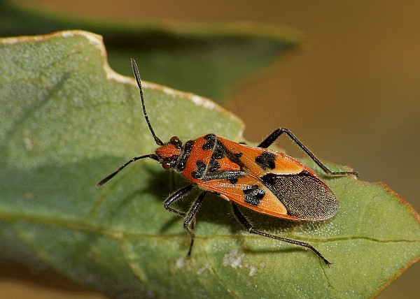 Corizus hyoscyami