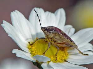 Dolycoris baccarum