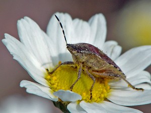 Dolycoris baccarum