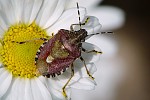 Dolycoris baccarum