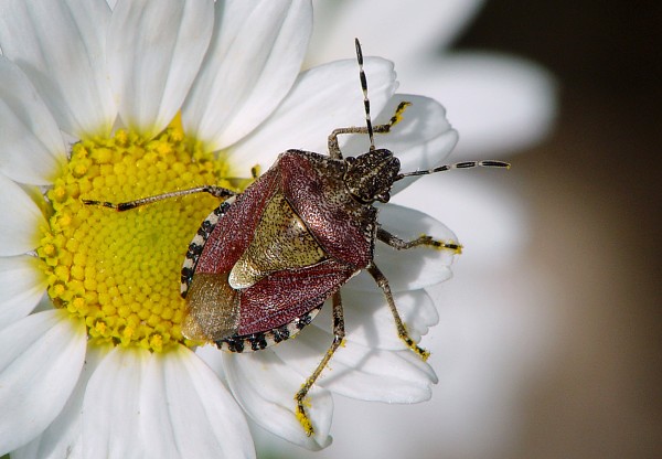 Dolycoris baccarum