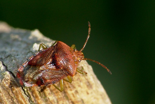 Elasmucha grisea