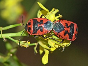 Eurydema dominulus