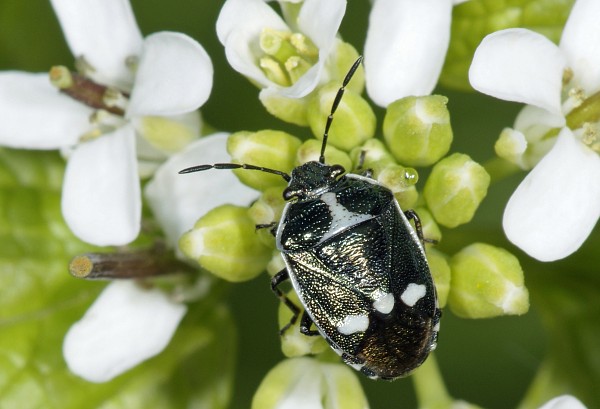 Eurydema oleraceum