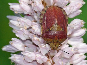 Eurygaster testudinaria