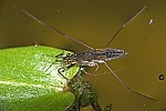 Gerris lacustris